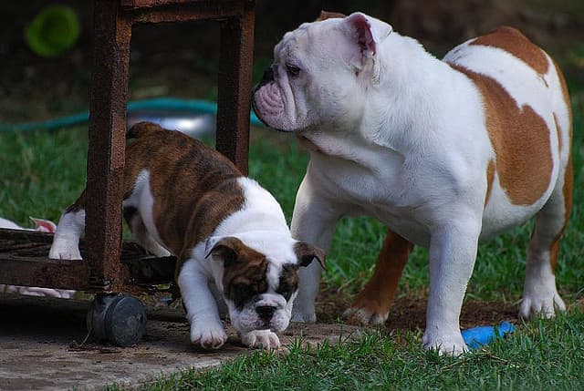 English bulldogs are prone to a variety of health issues due to their unique physiology.