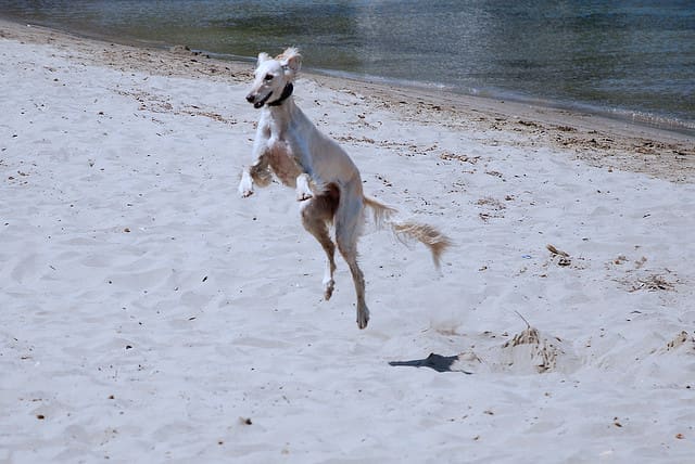 Saluki's aren't as prone to certain health conditions that commonly affect other "pure" breeds.