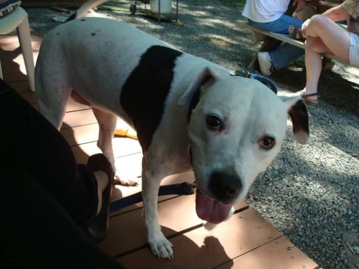 Those who have the pleasure of having them in their lives know that pit bulls are often big softies who just want to be around their owners.