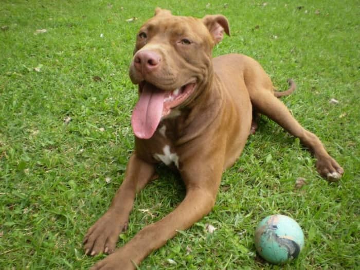 Though they might seem intimidating, one could easily view most pit bulls as "powder puffs with muscles."