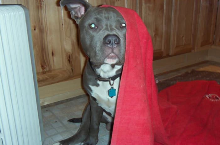 Though they are often thought of as an aggressive breed, pit bulls are not necessarily dangerous—especially if they have a caring and loving owner.