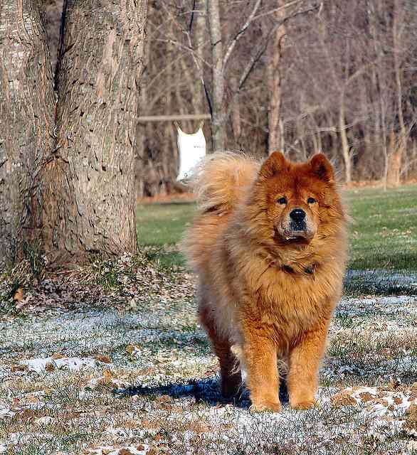Some pets are naturally good guard dogs.