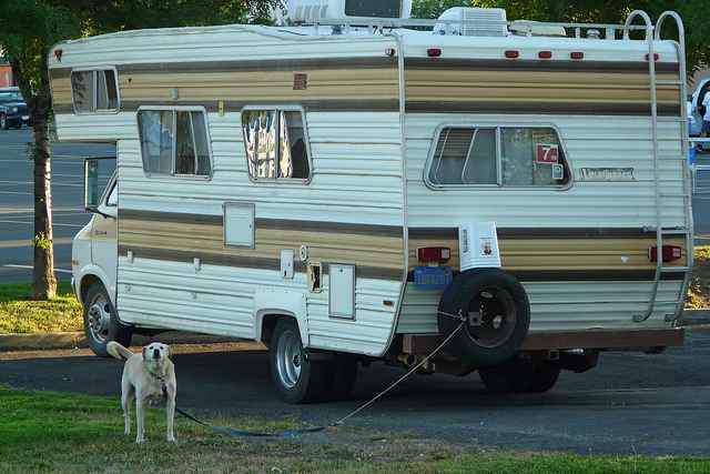 Dogs can guard almost anywhere.