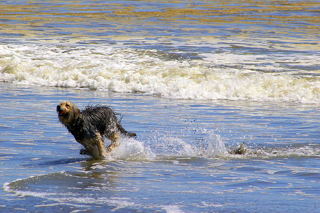 All Brazilian dogs are required to enjoy the beach. String bikinis are optional.