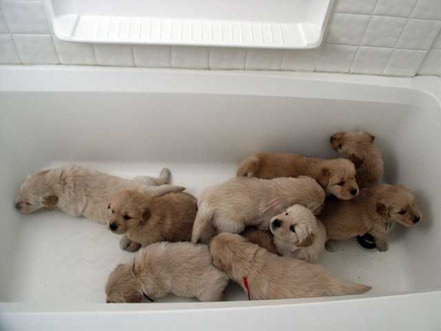 Of course dogs can whelp anywhere—even a bathtub!