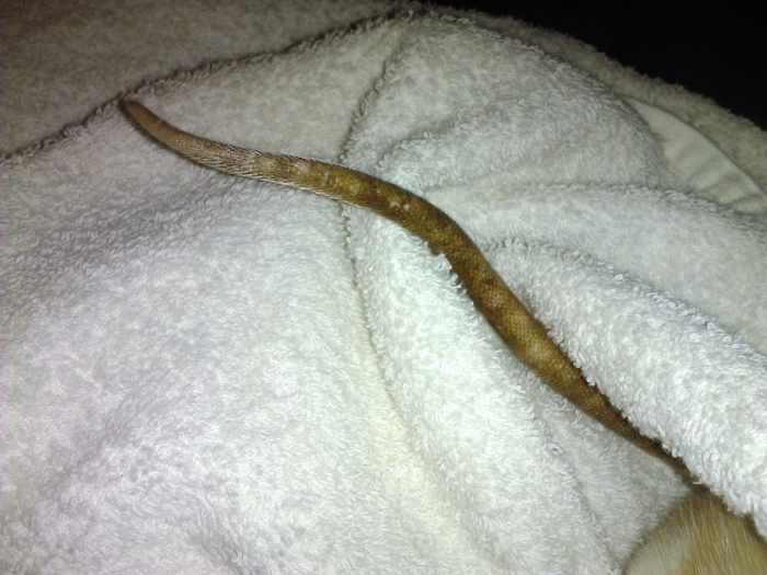 How to Bathe Your Pet Rat Without Stress PetHelpful