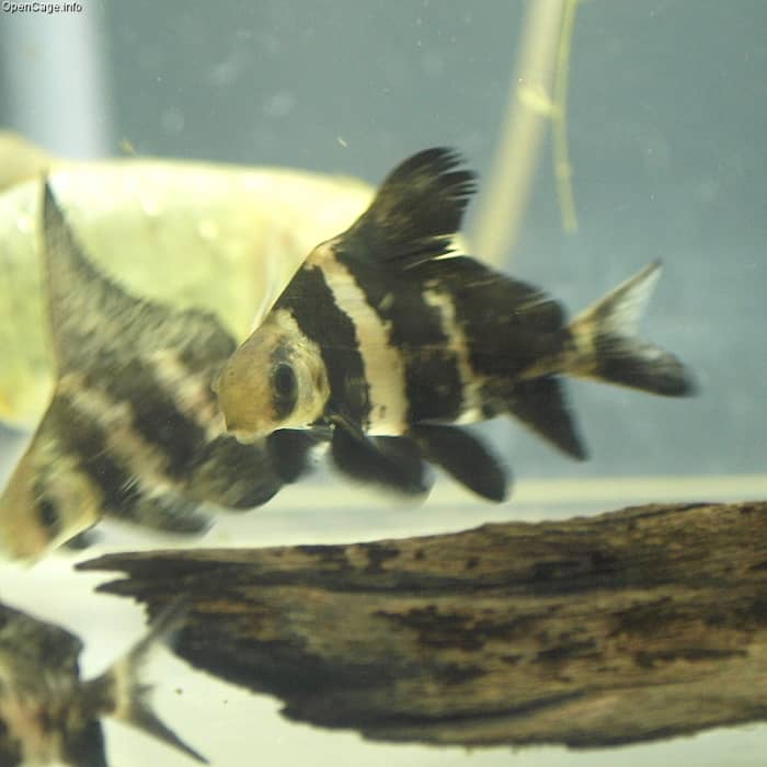Hi Fin sharks are gorgeous specimen fish and can become the highlight of a freshwater tank.