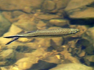 Apollo sharks are not commonly available in fish stores but are a great addition if you can find one.