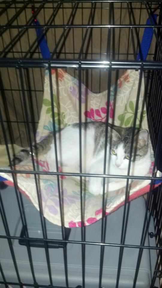 How to Make a Cat Hammock (With StepbyStep Photos) PetHelpful