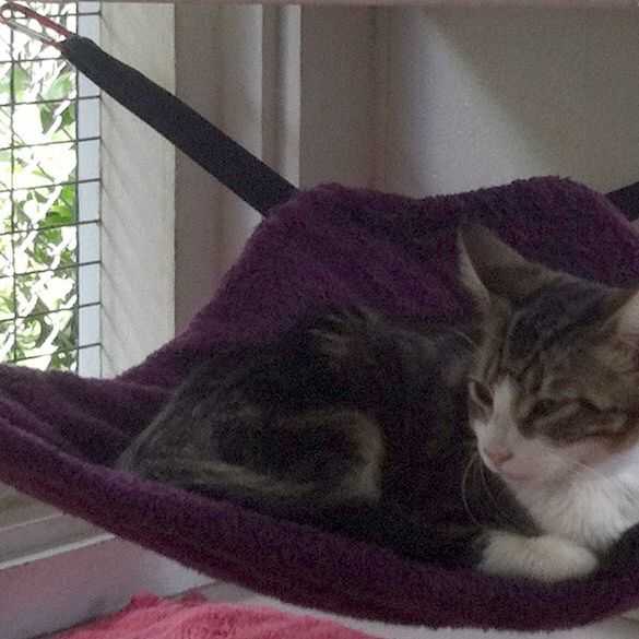 How to Make a Cat Hammock (With StepbyStep Photos) PetHelpful