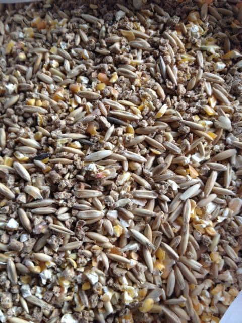 I feed my chickens a mixture of their normal feed, non-GMO cracked corn and whole oats in the colder winter months.
