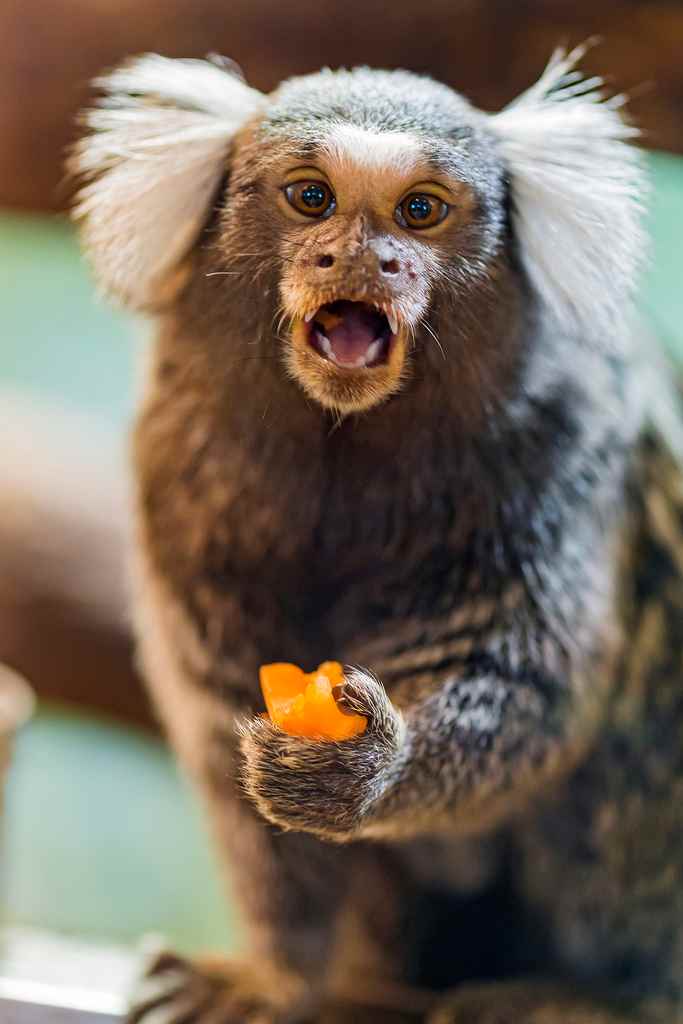 Common marmoset eating fruit. 