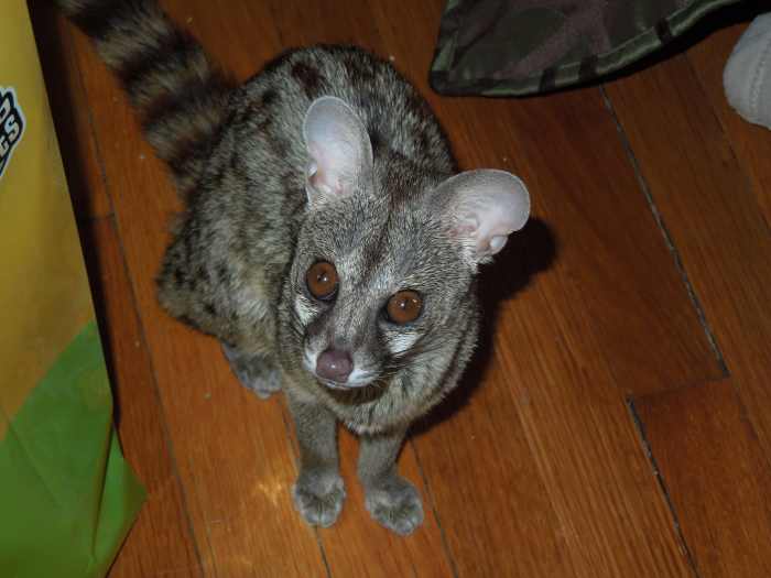 My small spotted genet sitting. 