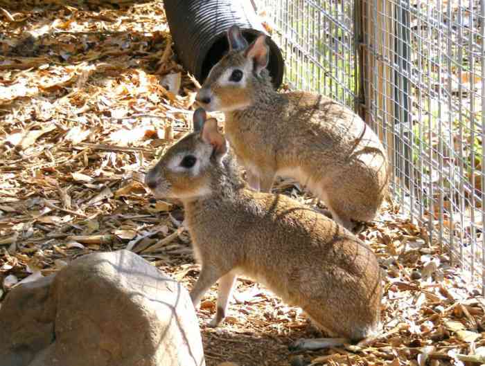 Two patagonian cavies