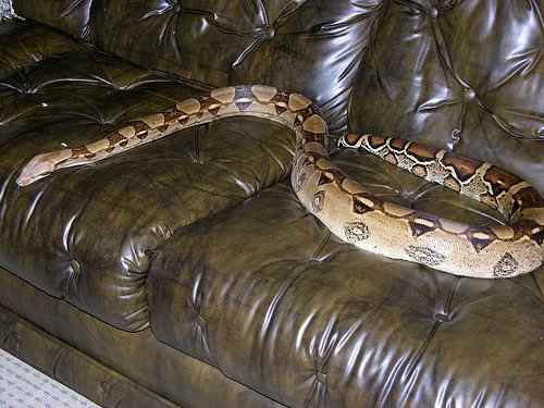 A large boa constrictor on a couch. 