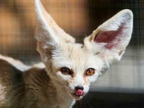 The fennec fox licks its nose.