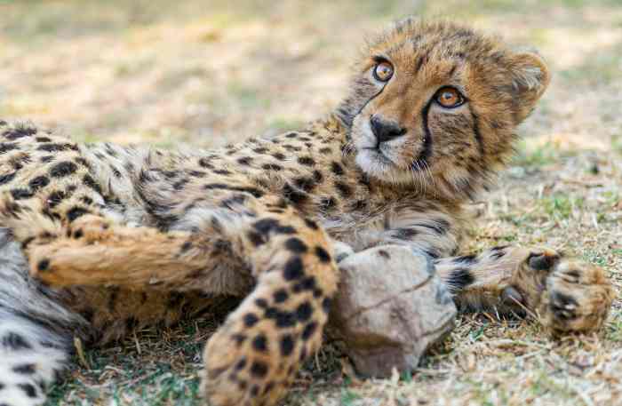 Some people even keep cheetahs as pets.