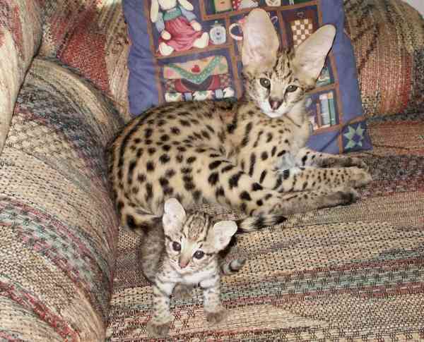 A serval and a baby Geoffroy's cat.
