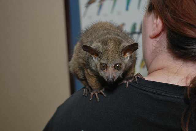 A bush baby perching on shoulder 