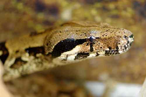 Close-up of a boa constrictor head.