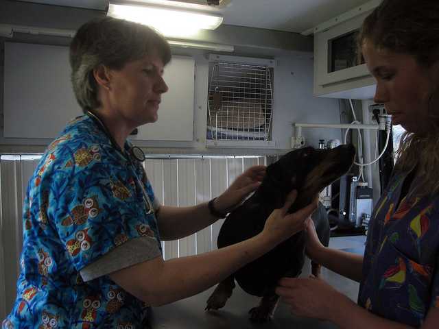 My Dog Has Kennel Cough: What Do I Need to Know? - PetHelpful