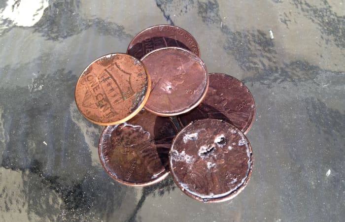 These are the six pennies our dog ate. You can see where the metal has disintegrated. Smaller dogs and children are at higher risk for zinc toxicity (Penny is 20 lbs).