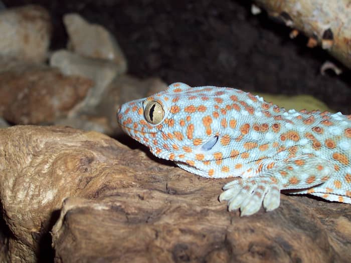 The aggressive tokay gecko might bite you if it doesn't like you handling it.