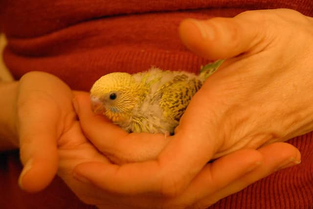 The younger the parakeet, the more likely it is to be friendly to you.  