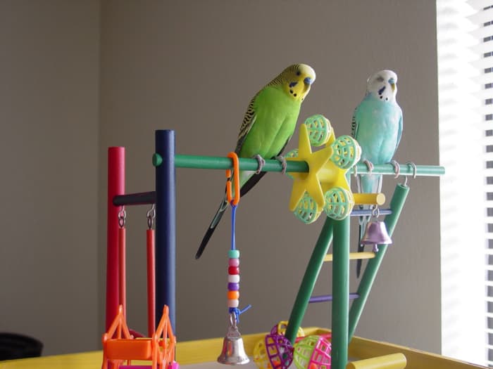 Budgies need stimulation – be sure to buy a few items for them to perch on and peck at.  
