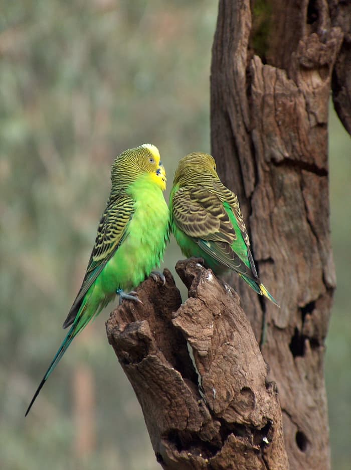 Попугаи или «волнистые попугайчики» родом из Австралии.  