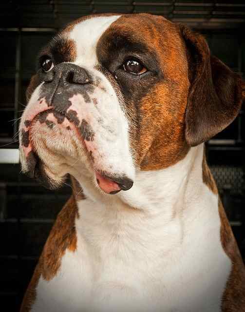 5 Best Dog Breeds for Single Women Living Alone PetHelpful