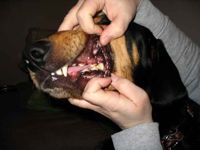 Inspect your dog's teeth regularly as part of your pet's dental care regimen.