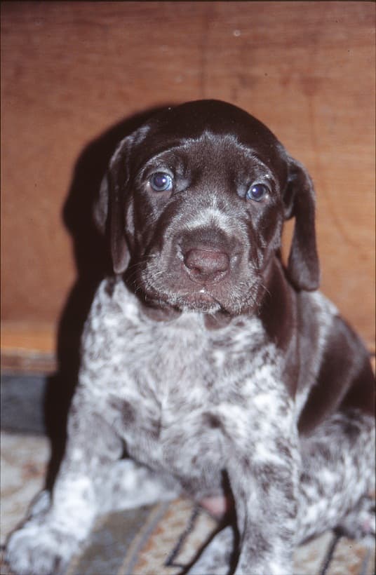 GSP breeders typically do their best to ensure that puppies only go to owners that know how to care for the breed and provide sufficient exercise and training.