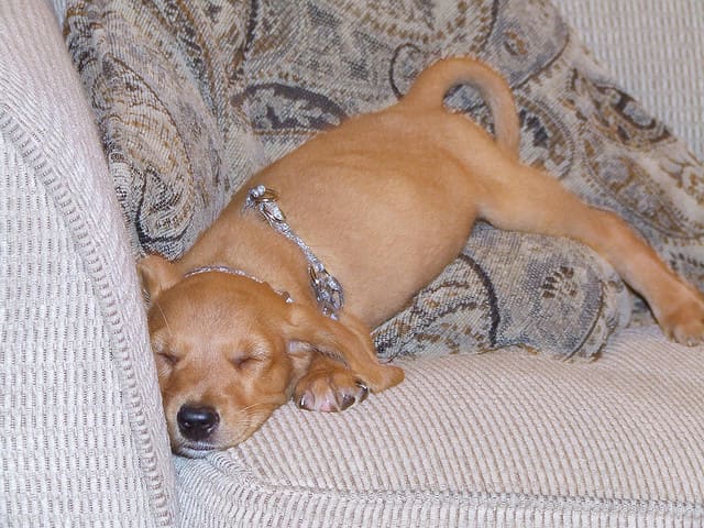 This redbone coonhound will be glad to pick a new name as soon as his nap is over.