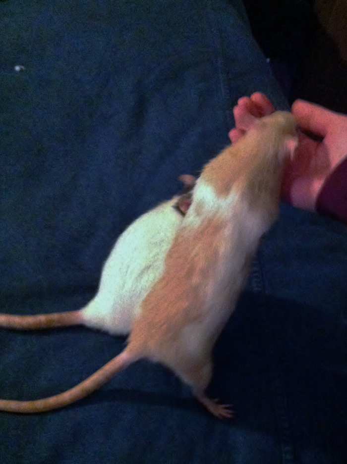 Rats use their sense of smell to scope out their environment.