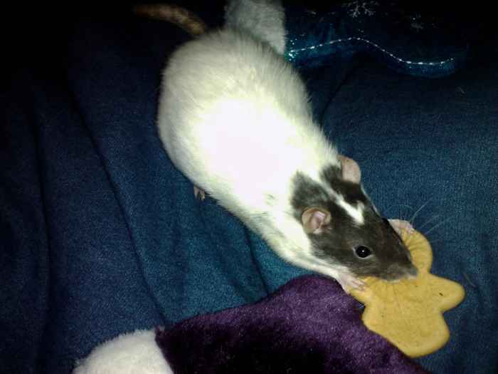 Treats are a great way to lure your rat out of its cage!