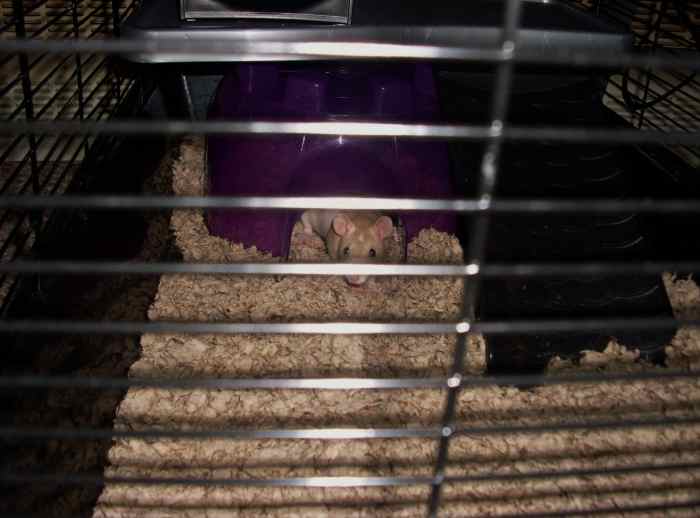 New rats should be left in their cages to settle down for a few days.