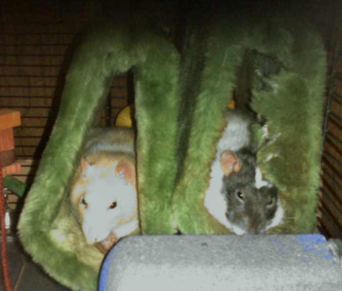 How to Safely Pick Up and Hold a Pet Rat PetHelpful