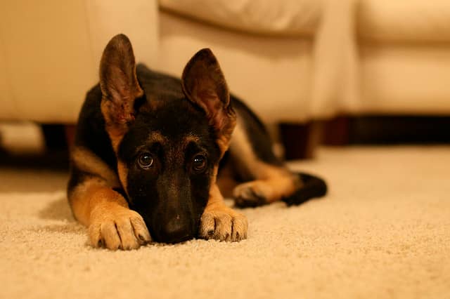 When you mention German, most people think of the German Shepherd Dog.
