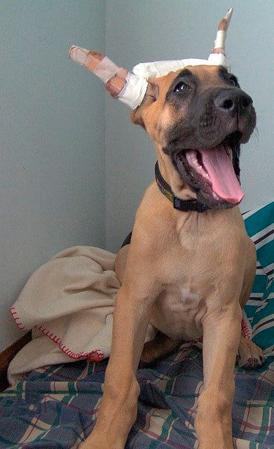 Except in English parts of the world, this dog is known as the German Mastiff. In the US and UK he is called a Great Dane.