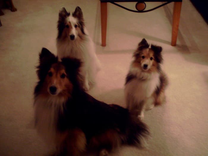 The author's three dogs waiting expectantly for the Salmon Crack during the photo shoot for this article. You can see the intense focus as the dogs await their instructions.