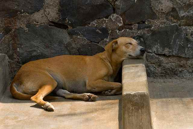 35 Best Hindi Dog Names From India PetHelpful