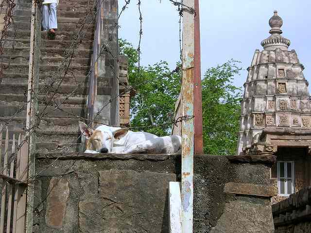 35 Best Hindi Dog Names From India PetHelpful