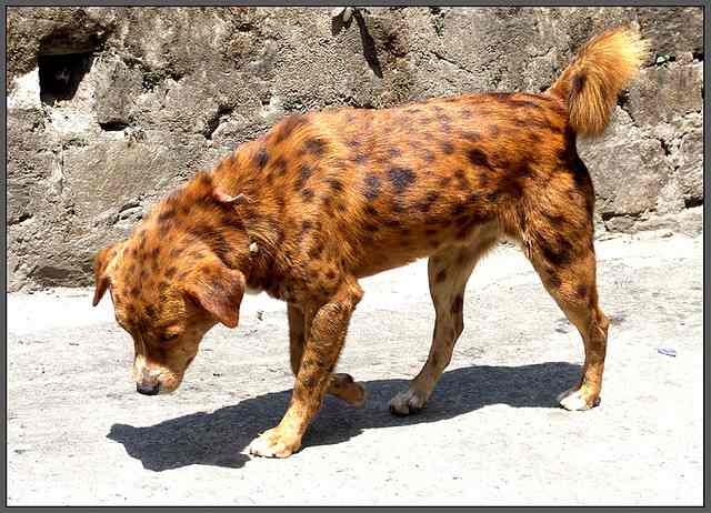 35 Best Hindi Dog Names From India PetHelpful