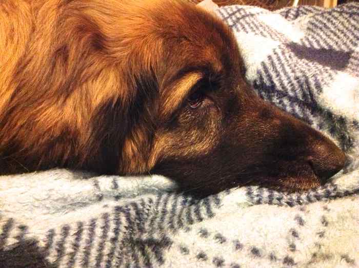 Intestinal Blockage and Abdominal Surgery in Dogs PetHelpful