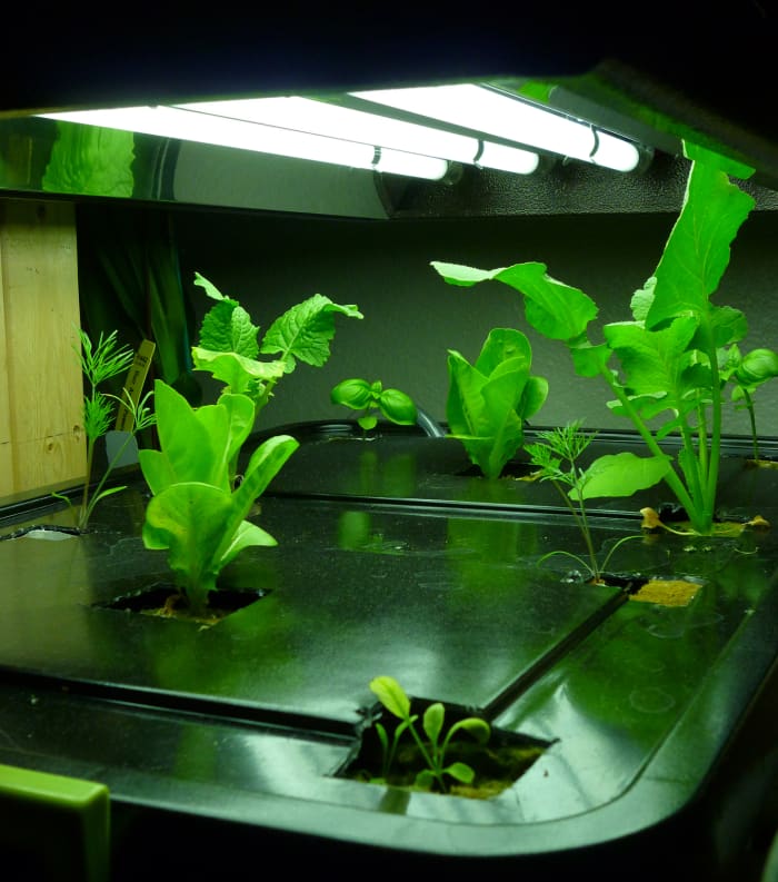 Here are some of my small aquaponic vegetables. From front to back: Arugula, Gem Romaine Lettuce, Dill, Broccoli Raab, Sweet Basil.