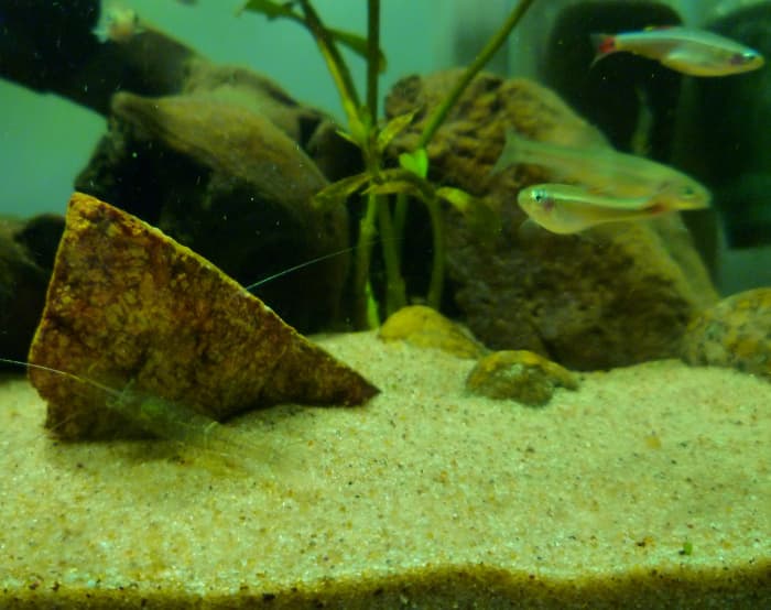 Here are some of the fish in the 10-gallon aquaponic setup: fathead minnows, white cloud minnows, and ghost shrimp.