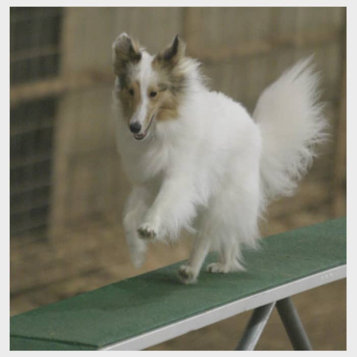 The author's sheltie, Jericho, happily takes the dog walk in the Novice class.