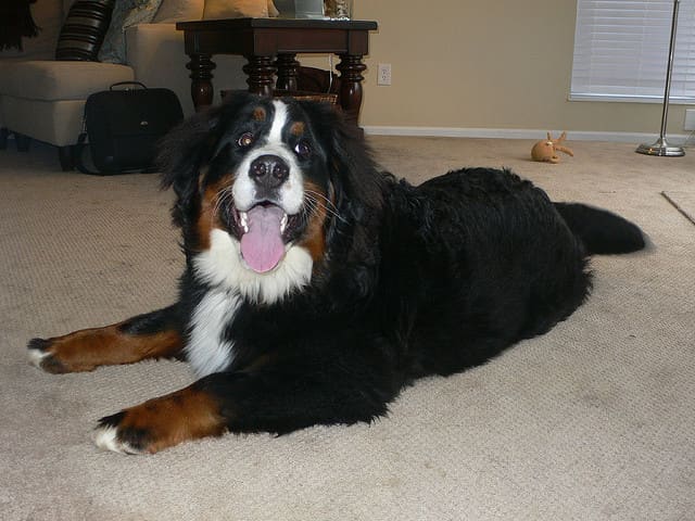 This dog has two serious problems—she is overweight and of a giant breed prone to hip dysplasia.