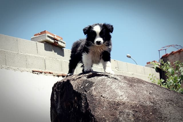 Active dogs, like this Border Collie puppy, deserve outgoing names.